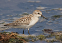 Calidris mauri